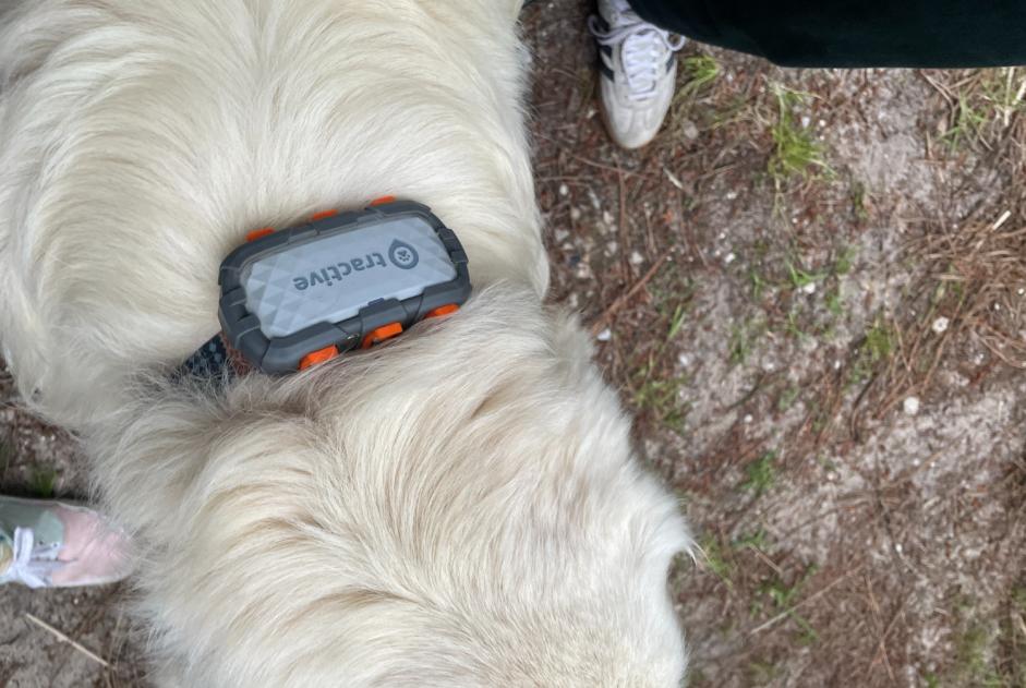 Fundmeldung Hund  Unbekannt Lège-Cap-Ferret Frankreich