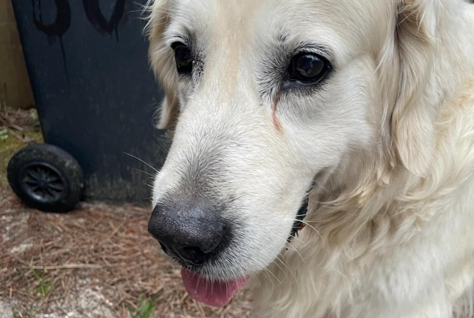 Fundmeldung Hund  Unbekannt Lège-Cap-Ferret Frankreich