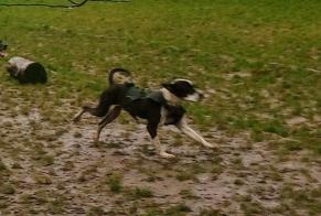 Vermisstmeldung Hund rassenmischung  Männliche , 7 jahre Gargenville Frankreich