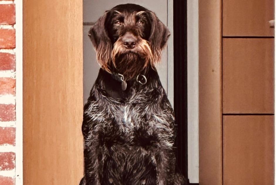 Vermisstmeldung Hund  Weiblich , 2 jahre Neuville-sur-Brenne Frankreich