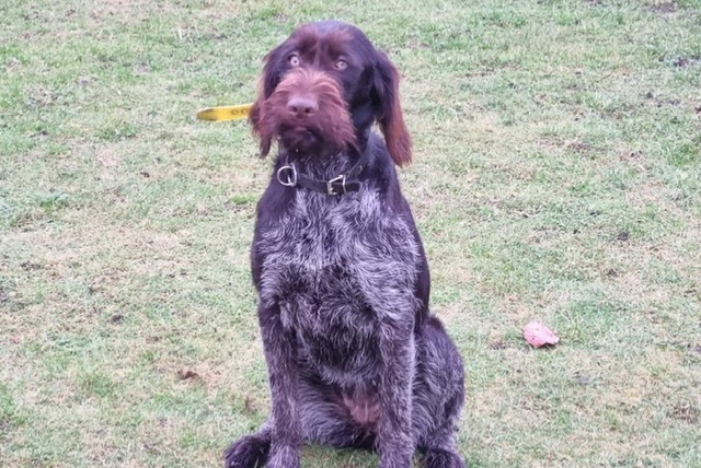 Vermisstmeldung Hund  Weiblich , 2 jahre Neuville-sur-Brenne Frankreich