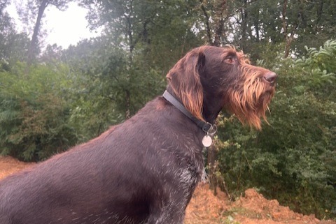 Vermisstmeldung Hund  Weiblich , 2 jahre Neuville-sur-Brenne Frankreich