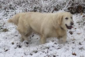 Vermisstmeldung Hund  Weiblich , 11 jahre Vandeins Frankreich