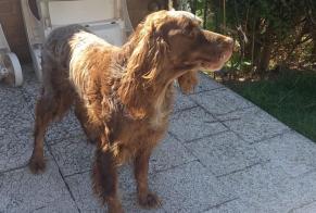 Vermisstmeldung Hund  Männliche , 1 jahre Acheville Frankreich