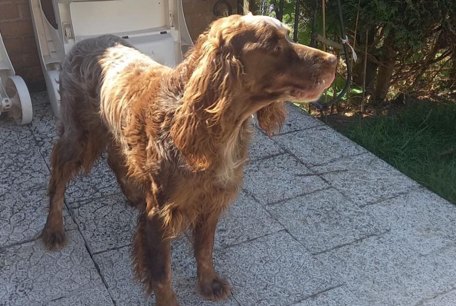Vermisstmeldung Hund  Männliche , 1 jahre Acheville Frankreich