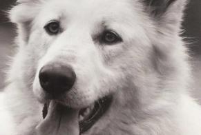 Vermisstmeldung Hund  Weiblich , 10 jahre Jons Frankreich