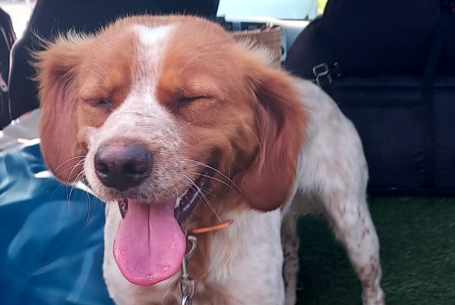 Fundmeldung Hund  Unbekannt Mirambeau Frankreich