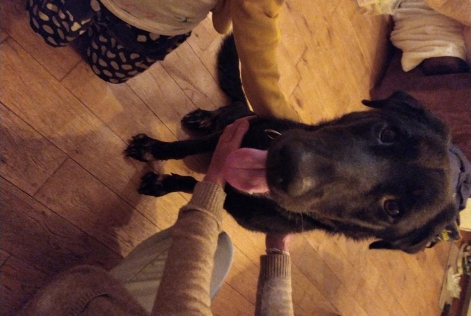 Fundmeldung Hund rassenmischung  Weiblich Saint-Symphorien-sur-Coise Frankreich