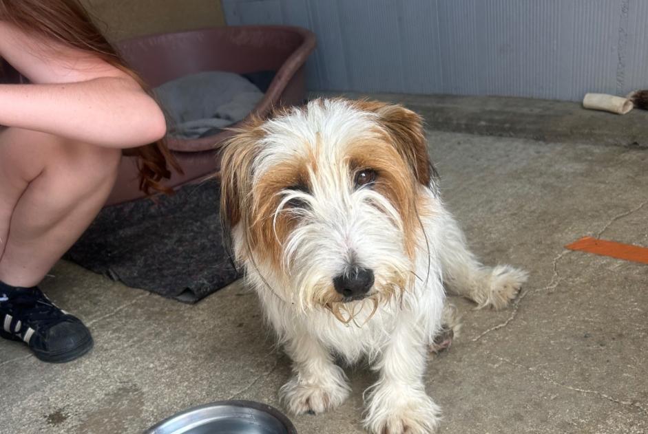 Fundmeldung Hund rassenmischung  Männliche Saint-Martin-de-Sanzay Frankreich