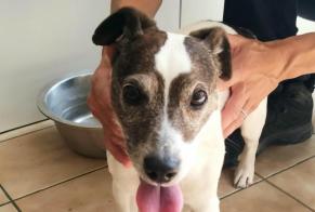 Fundmeldung Hund  Männliche Châteauneuf-sur-Loire Frankreich
