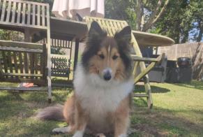 Vermisstmeldung Hund  Männliche , 6 jahre Primelin Frankreich
