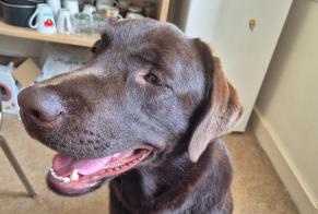 Discovery alert Dog  Male Saint-Père-en-Retz France