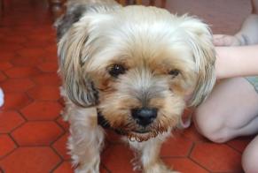 Discovery alert Dog  Male Cholet France