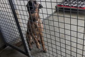 Discovery alert Dog  Male Vitré France