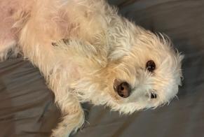 Discovery alert Dog miscegenation  Female Antibes France