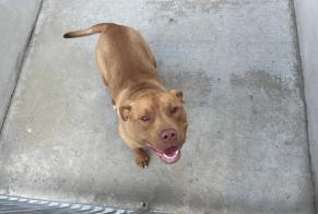 Discovery alert Dog miscegenation  Male , 1 year Chapet France