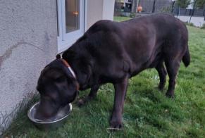 Discovery alert Dog  Male Ploufragan France
