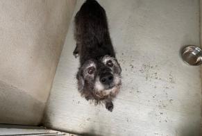 Discovery alert Dog miscegenation  Male , 12 years Le Mesnil-le-Roi France
