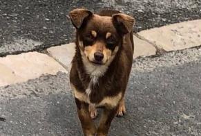 Discovery alert Dog Female Floirac France