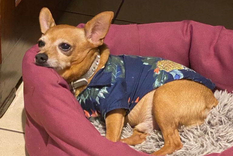 Disappearance alert Dog  Male , 12 years Petite-Île France