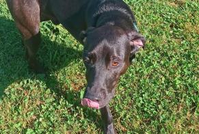Discovery alert Dog  Male Bétaille France