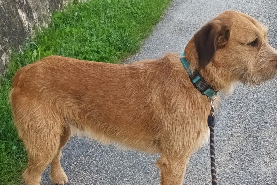 Discovery alert Dog  Male Dieulefit France