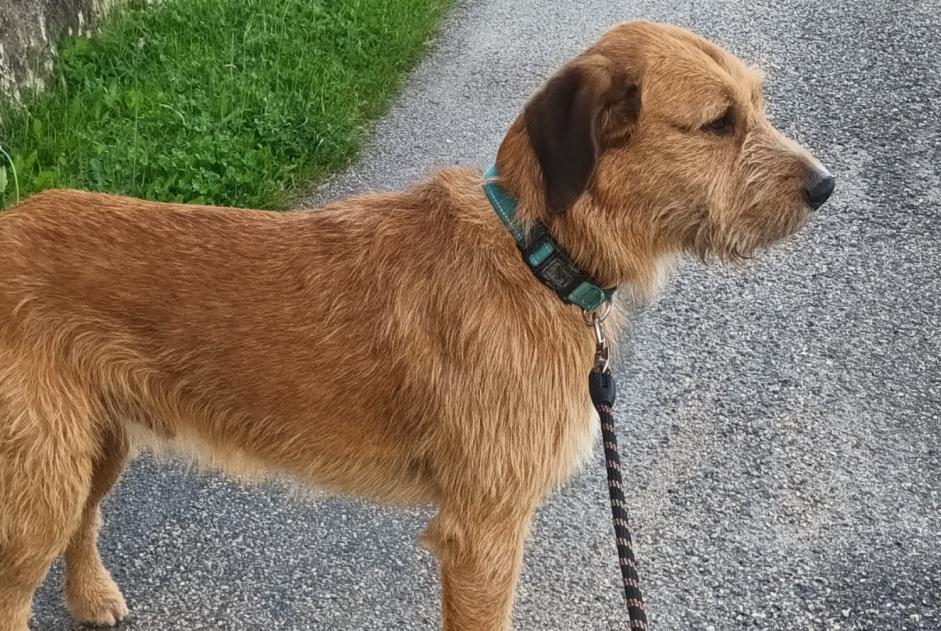Discovery alert Dog  Male Dieulefit France
