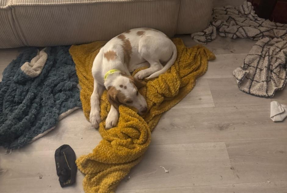 Disappearance alert Dog miscegenation  Male , 1 years Champlay France