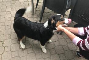 Discovery alert Dog miscegenation  Female Embrun France