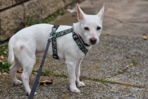 Disappearance alert Dog  Female , 16 years Narbonne France