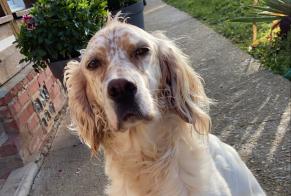 Disappearance alert Dog  Female , 7 years Saint-Sylvestre-de-Cormeilles France
