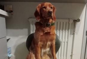 Disappearance alert Dog  Male , 4 years Castres-Gironde France