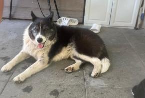 Discovery alert Dog miscegenation  Female Passy France