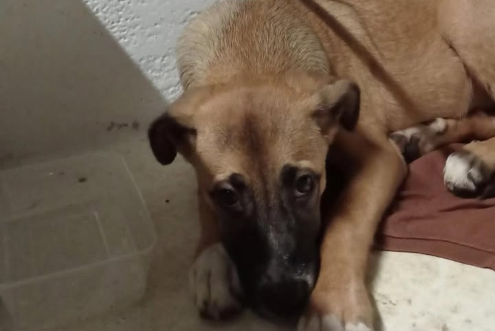 Discovery alert Dog Female Saint-Denis France