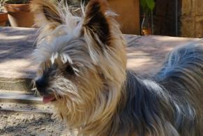 Disappearance alert Dog  Female , 16 years Entrecasteaux France