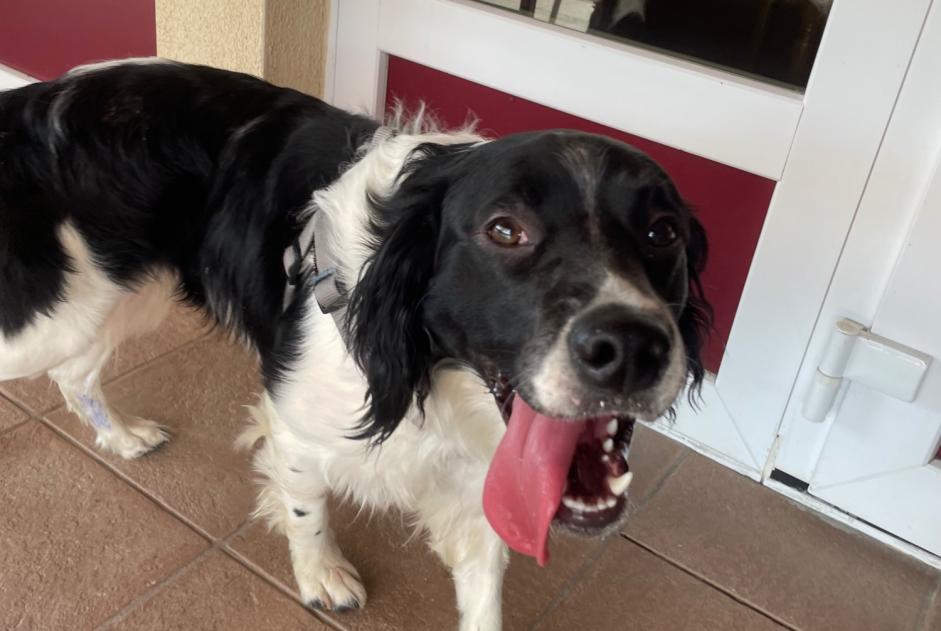Discovery alert Dog Male , 3 years Saint-Pierremont France