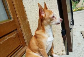 Disappearance alert Dog  Male , 11 years Le Cannet France