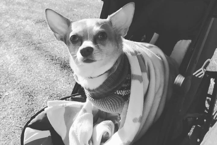 Disappearance alert Dog  Male , 11 years Le Cannet France