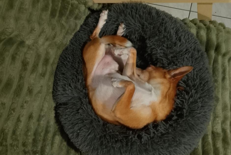 Disappearance alert Dog  Male , 11 years Le Cannet France