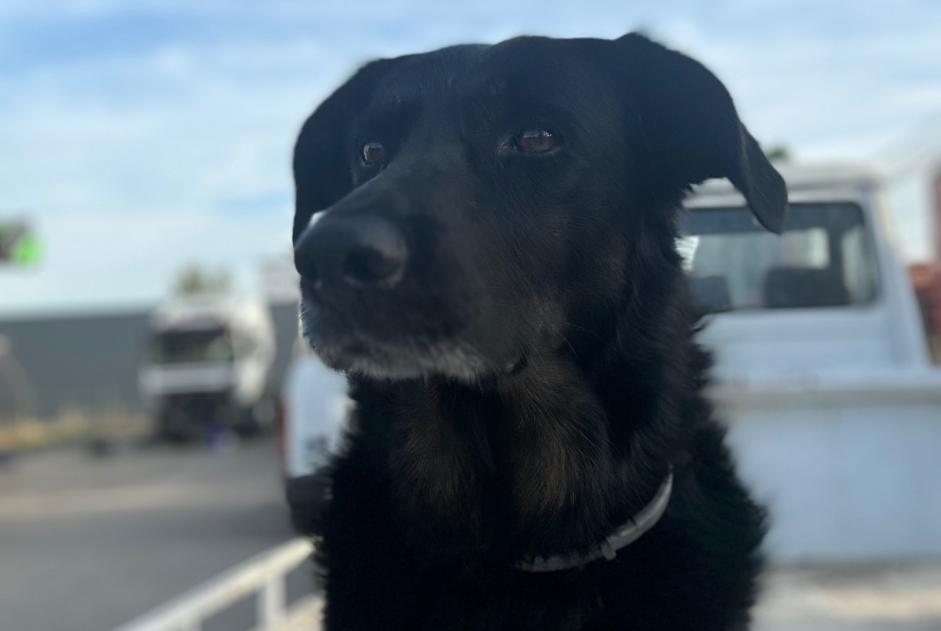 Disappearance alert Dog miscegenation  Female , 7 years Chessy France