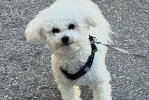 Disappearance alert Dog  Male , 1 years Nice France