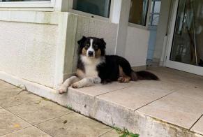 Disappearance alert Dog  Female , 7 years Brocas France