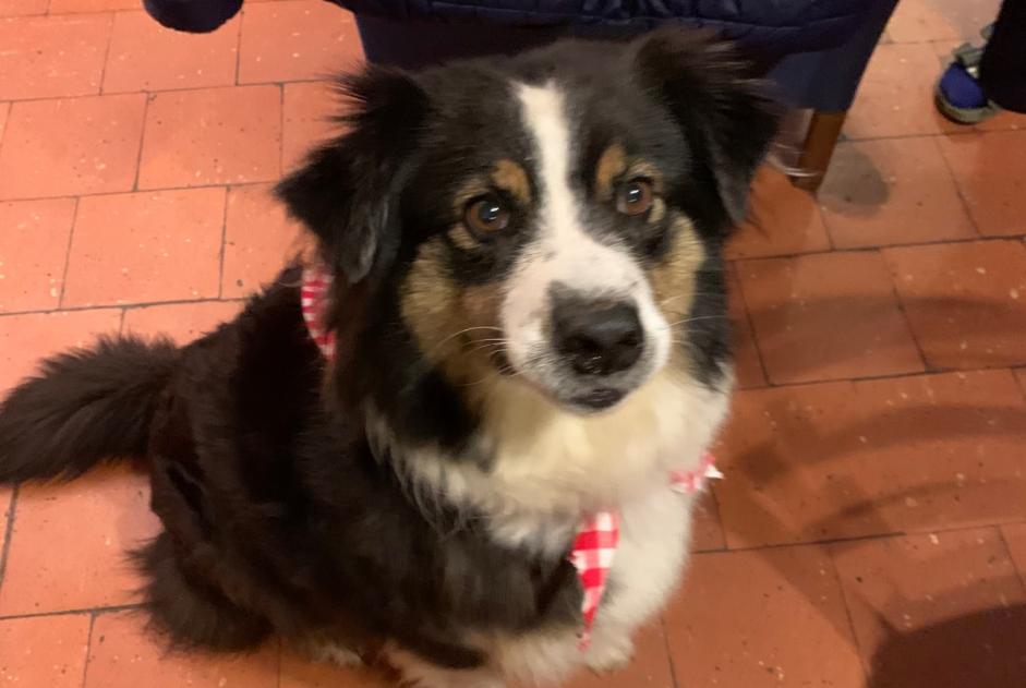 Disappearance alert Dog  Female , 7 years Brocas France