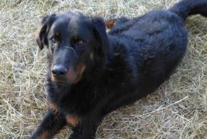 Disappearance alert Dog  Male , 2 years Sainte-Colombe-de-Villeneuve France