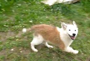 Disappearance alert Dog  Female , 0 years Crolles France