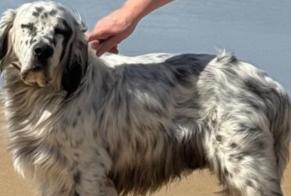 Disappearance alert Dog  Male , 25 years Larrau France