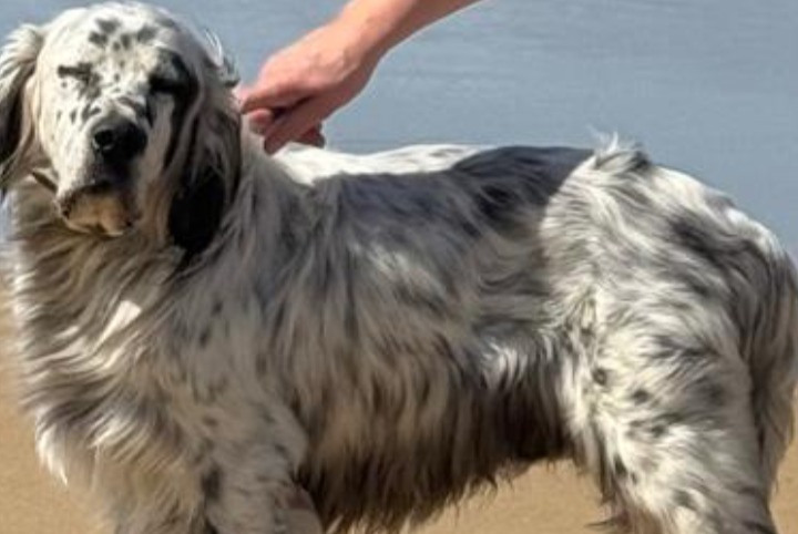 Disappearance alert Dog  Male , 25 years Larrau France
