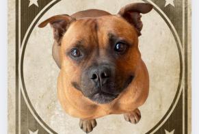 Disappearance alert Dog  Male , 7 years Gap France