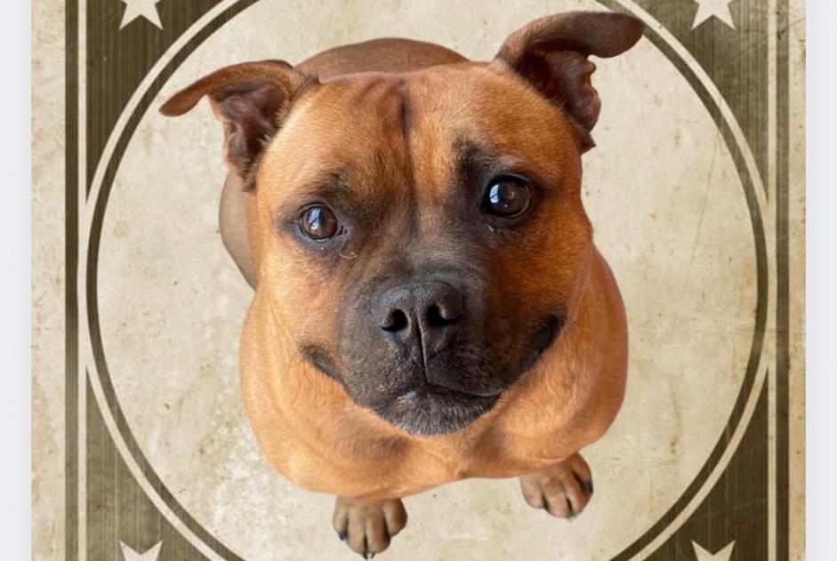 Disappearance alert Dog  Male , 7 years Gap France