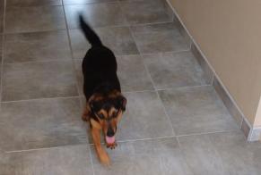 Discovery alert Dog miscegenation  Female Le Fossat France